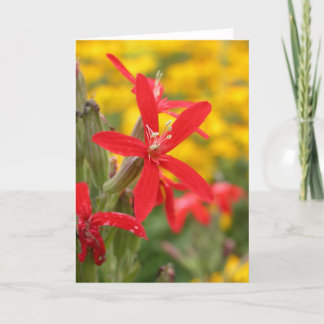 summer flowers - royal catchfly card