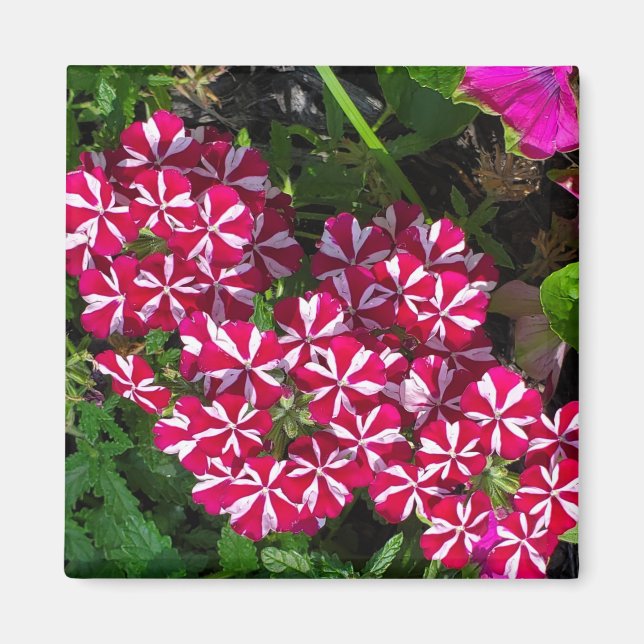 Summer garden magnet (Front)