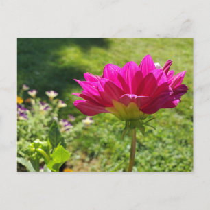 Summer Garden Postcard
