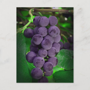 Summer Grapes Postcard