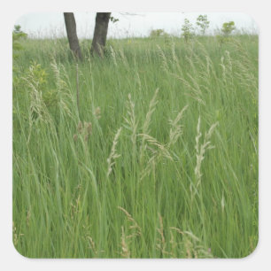 Summer Grass Sticker by H.A.S. Arts