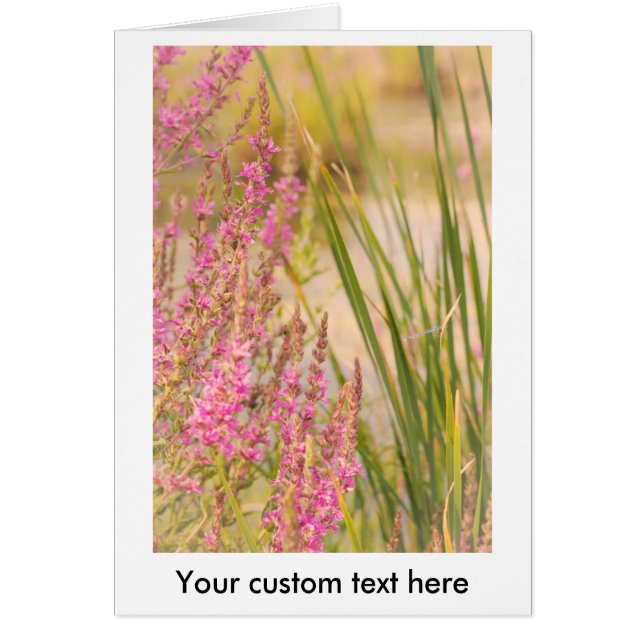 Summer Grasses and Flowers (Front)