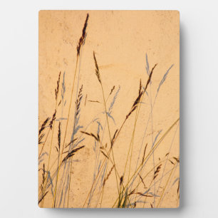 Summer Grasses And Shadows Postcard Poster Acrylic Plaque