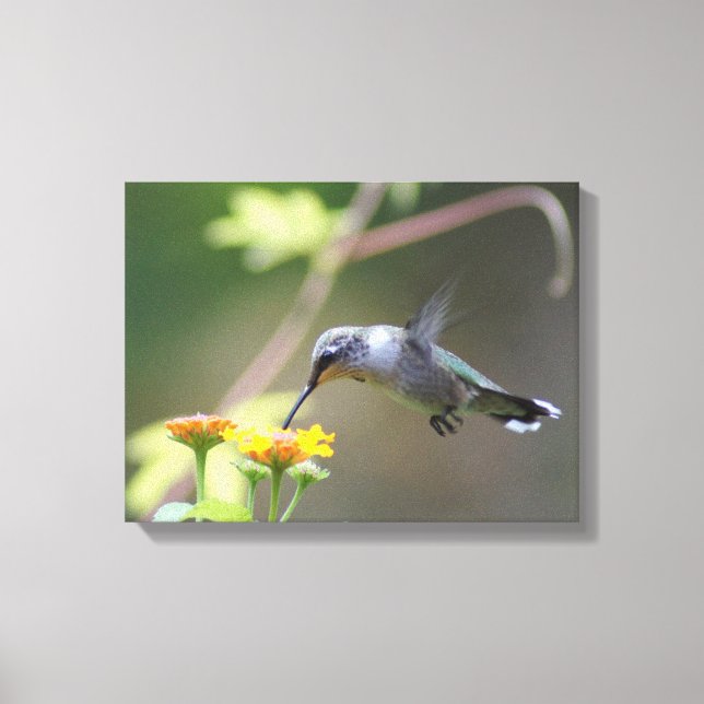Summer Hummer Canvas Print (Front)