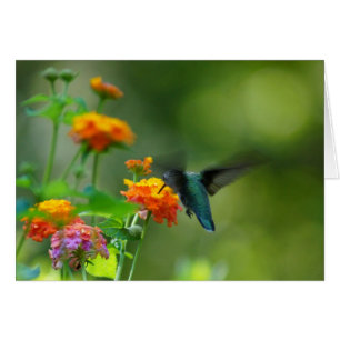 Summer Hummer Faith