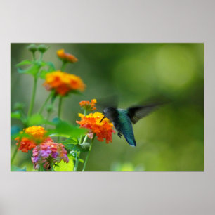 Summer Hummer Poster