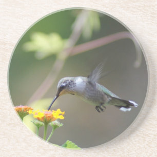 Summer Humming Coaster