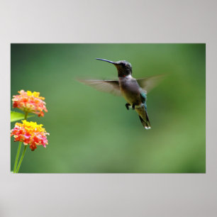 Summer Humming Poster