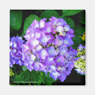 Summer Hydrangea Magnet