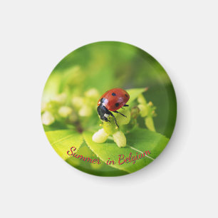 Summer in garden, lagybug magnet