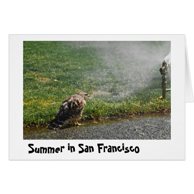 Summer in the city (Front Horizontal)