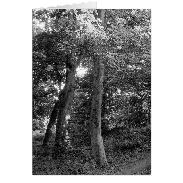 Summer in the Woods (Front)