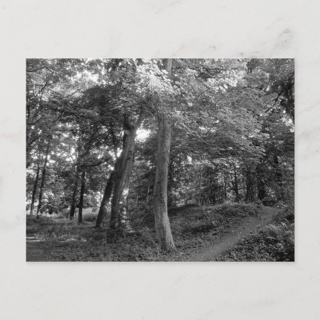 Summer in the Woods Postcard (Front)