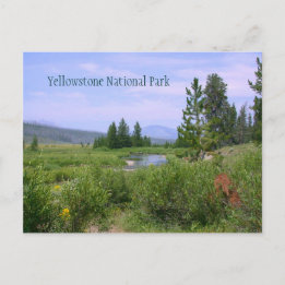 Summer Meadow in Yellowstone Postcard