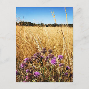 Summer Meadow with Milk Thistle Postcard