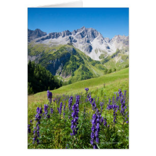 Summer meadows with monkshood in foreground, the