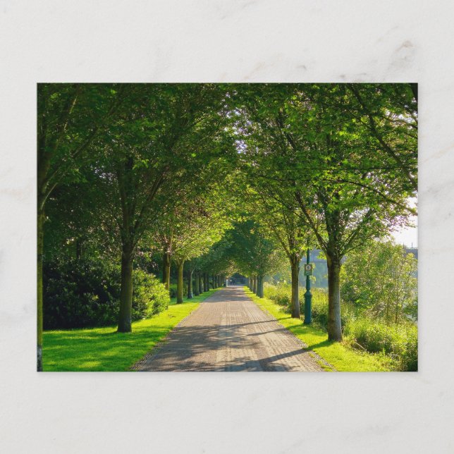 Summer Morning  Postcard (Front)