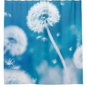 Summer natural floral background. White dandelions