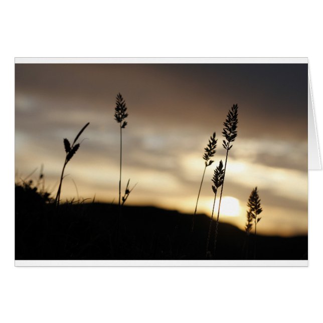 Summer Nights (Front Horizontal)