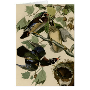 Summer or Wood Duck