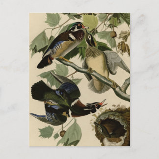 Summer or Wood Duck Postcard