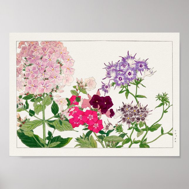 Summer phlox by Tanigami Konan Poster (Front)