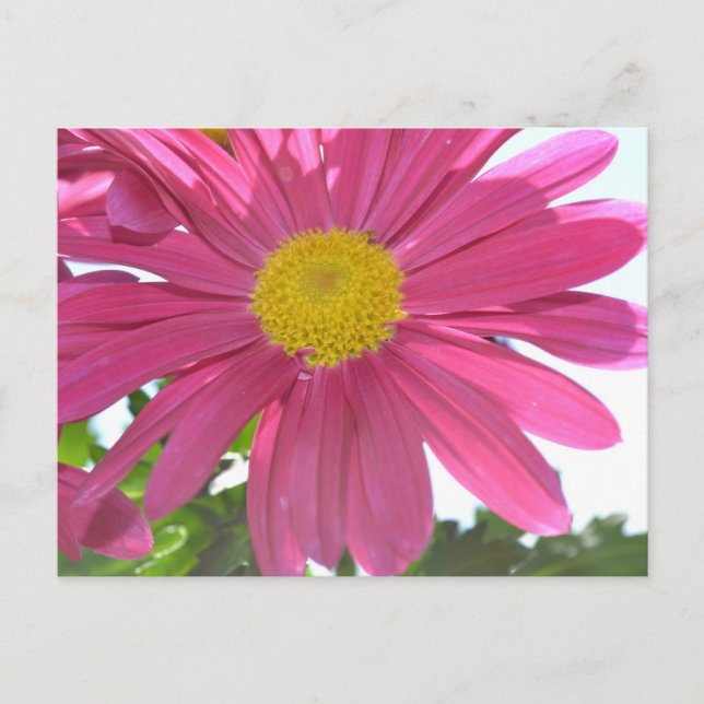 Summer Pink Flower Postcard (Front)