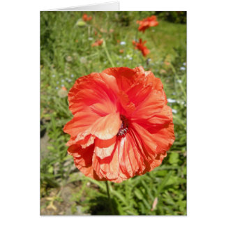 summer poppy haiku
