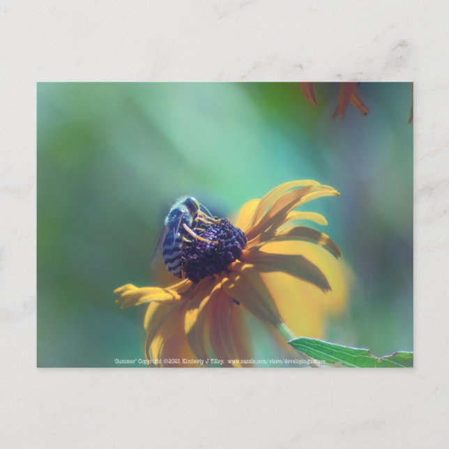 Summer Postcard (Front)