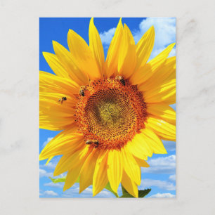 Summer Postcard with Sunflower