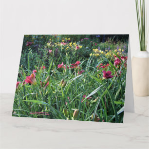 Summer Reblooming Daylily Garden Card
