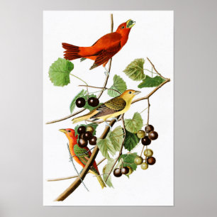 Summer Red Bird John James Audubon Birds America Poster