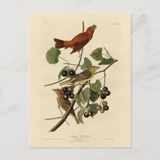Summer Red Bird (Tanager) Audubon Birds of America Postcard (Front)