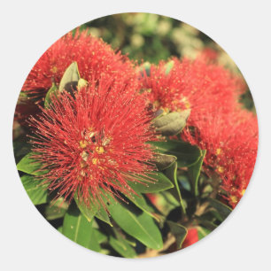 Summer red Pohutukawa tree flowers Classic Round Sticker