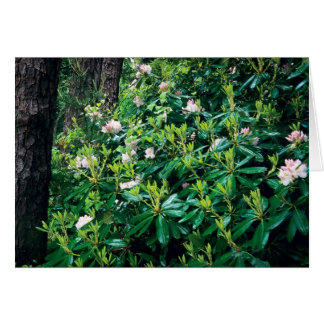 Summer Rhododendrons