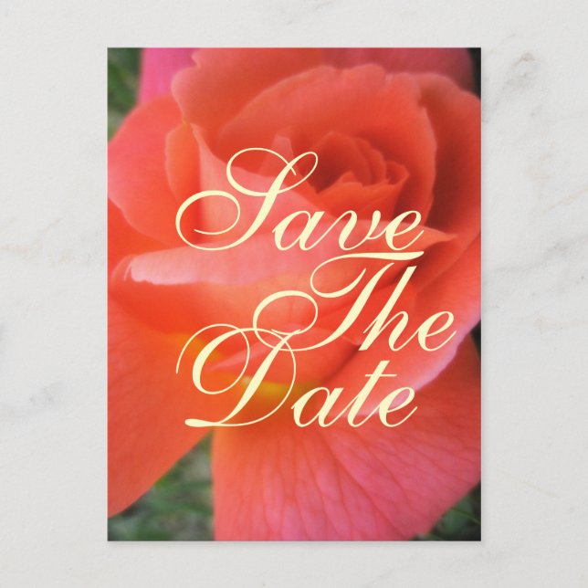 Summer rose save the date wedding announcement postcard (Front)