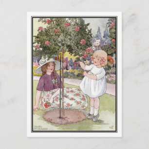 Summer Roses by Anne Anderson Postcard