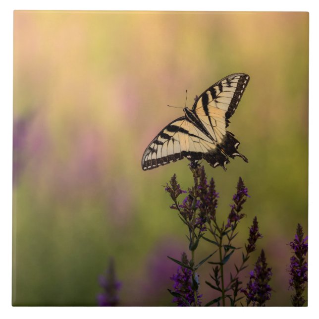 Summer Scene, Butterfly and Loosestrife  Tile (Front)