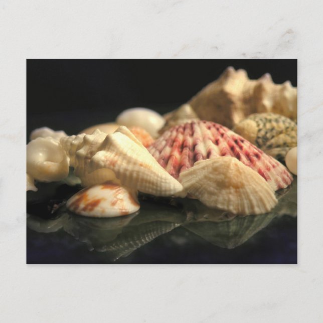 Summer Seashell Collection Postcard (Front)