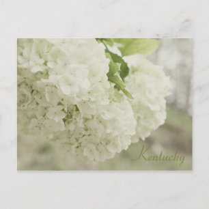 Summer Snow by JerseyFawn Postcard
