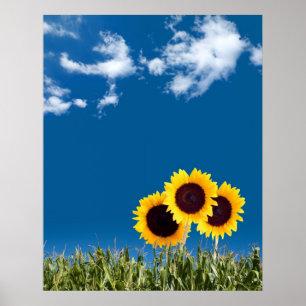 Summer Sunflower Poster