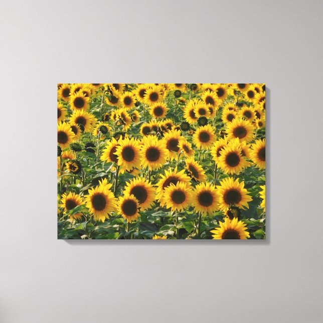 Summer Sunflowers Field Canvas Print (Front)
