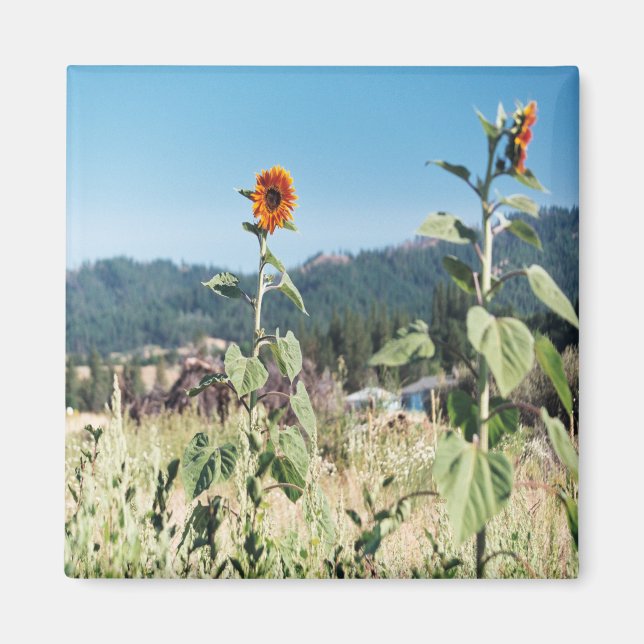 Summer Sunflowers....... Magnet (Front)