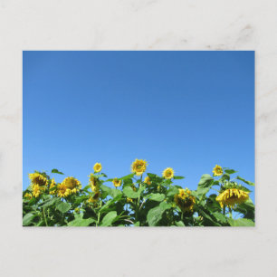 Summer Sunflowers Postcard