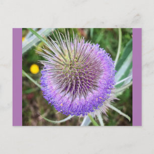 Summer Thistle Flower Postcard