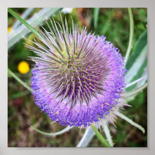 Summer Thistle Flower Poster