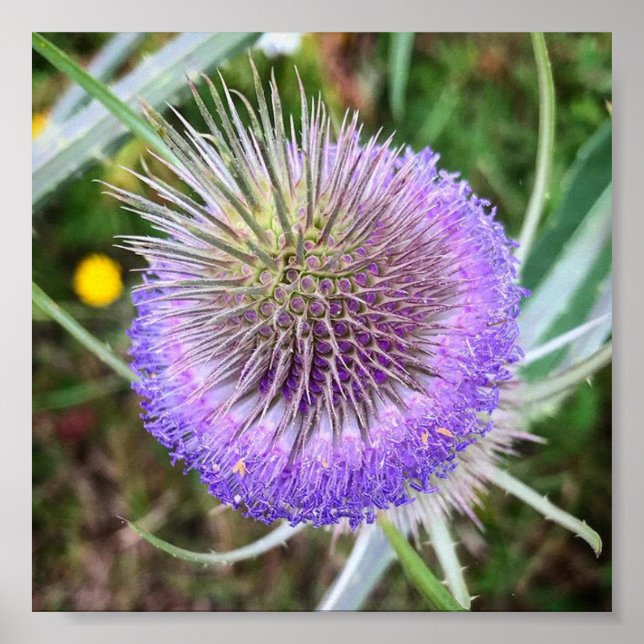 Summer Thistle Flower Poster (Front)