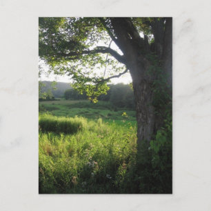 summer tree postcard