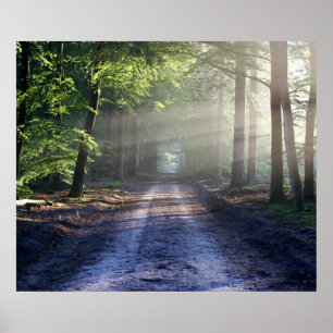 Summer Trees Covering Dirt Road Poster