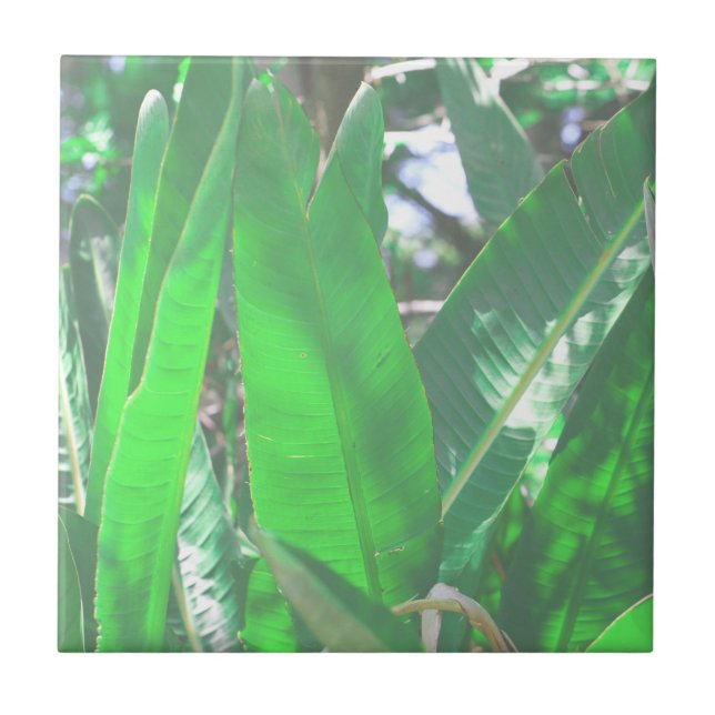 Summer Vibes Banana Tree Leaves Pale Green Pastel Tile (Front)